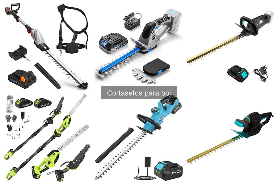 Cuándo podar el boj: Mejores épocas con cortasetos