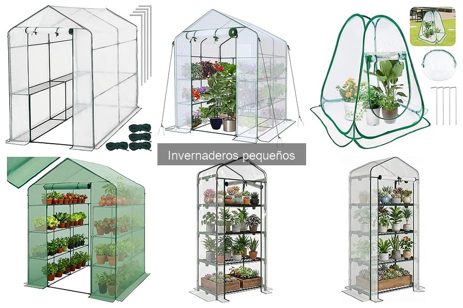 Mejores plantas para invernaderos pequeños: guía práctica