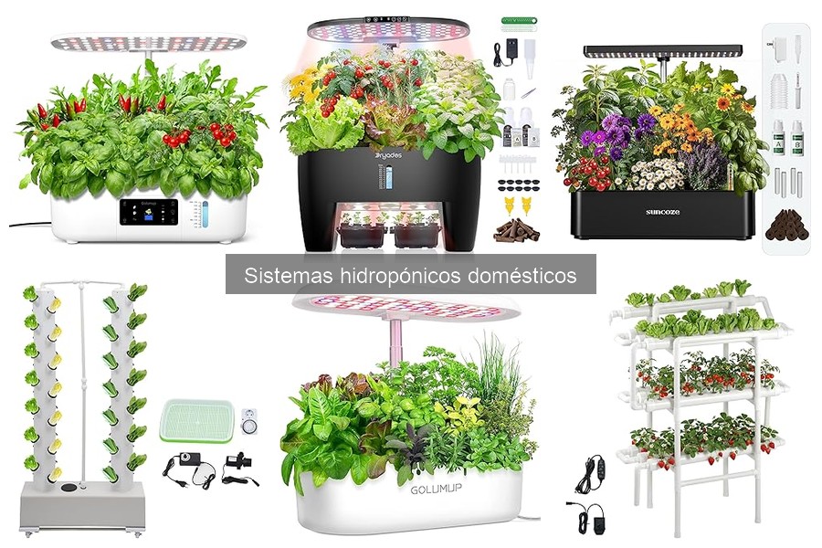 ¿Qué es un sistema hidropónico? Descubre sus principios
